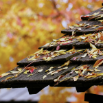 Dach im Herbst